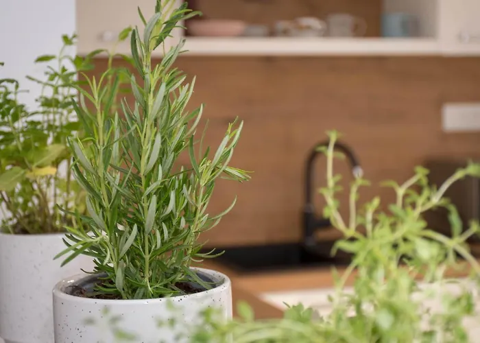 Newly Renovated Sirius Apartamento Poreč